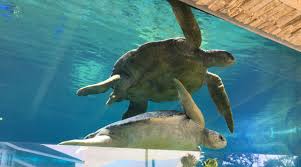 I called clearwater aquariums after a friend of mine recomended them to me because my once beautiful 120 gallon salt water tank was in desperate…. Seaworld San Antonio Opens Turtle Reef Plus 2 New Rides