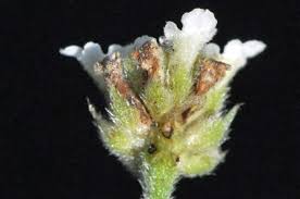 Image result for Lippia woodii