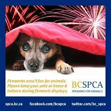 Bc Spca Bcspca On Twitter Dogs And Fireworks Pet Safety Pets