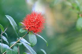 Image result for Combretum constrictum