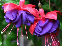 Photos From Sociedad Argentina De Sociedad Argentina De Horticultura Fuchsia Flower Flowers Unusual Flowers