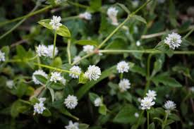 Image result for Alternanthera sessilis