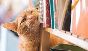 How to get a male cat to stop spraying. Hh3lxylqivjmwm