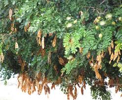 Image result for Albizia lebbeck