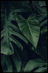 Explore and share popular christmas wallpapers on wallpapersafari. Dark Green Christmas Wallpaper Aesthetic
