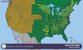 Image result for Pearsonia sessilifolia