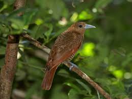 Image result for Vangueria vestita