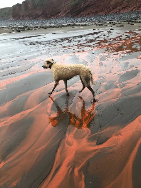 Incredible pictures as Devon beach turns blood red thanks to bizarre  phenomenon | Devon Live