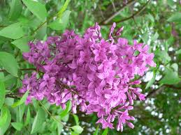 I was wondering if there's a certain way to prune the bush to produce more flowers in the following years? Growing Lilacs For Minnesota Landscapes Umn Extension