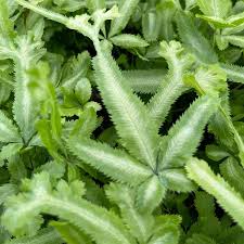 Image result for Pteris cretica