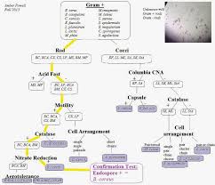Unknown Bacteria Flow Chart Lovely Gram Positive Biochemical