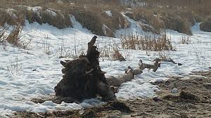 Der schneemann auf der straße trägt einen weißen rock, hat eine rote nase und einen dicken stock. Lieder Und Gedichte Fur Den Winter Mit Eis Und Schnee Vorschulkinder Blog