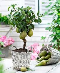 For most trees, it will be necessary to plant them in the ground. Growing A Pear Tree From Seed