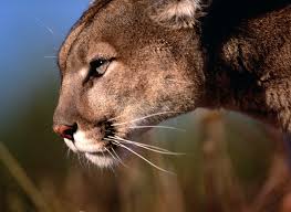 Auch die stellung der marmorkatze, die traditionell zu den großkatzen gerechnet wurde, ist umstritten. Bilder Von Puma Grosse Katze Ein Tier
