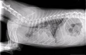 Various viruses, bacteria, and fungi can cause pneumonia. Pneumonia Management In Dogs And Cats Veterinary Partner Vin