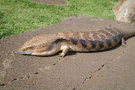 The australian species do not need high humidity. Blue Tongued Skink Honolulu Zoo Society