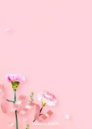 Simple Warm Pink Carnation Background Picture In 2020 Pink Carnations Background Pictures Carnations