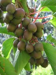 Kiwis Fur Ihren Garten Winterharte Kiwipflanzen In Bio Qualitat Vom Spezialisten Kiwis Fur Ihren Garten Pflanzen Gewachshaus Pflanzen Kiwi Pflanzen