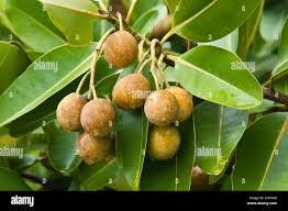 Image result for Heritiera