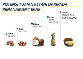 Tenaga kerja menurut para ahli. Kertas Kerja Penanaman Durian Musang King Bibit Unggul