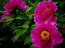 Peonies are frequent guests in the gardens and suburban areas. Peonies Faddegon S Nursery Inc