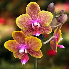 Image result for Eulophia elegans