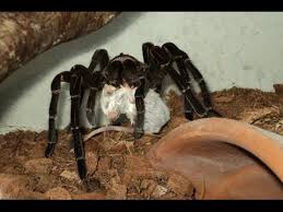 However, some spiders tend to get trapped inside their carapaces and could die a slow painful death. Feeding The Tarantulas Curly Hairs Salmon Pinks Chile Rose Red Knees Spiders Youtube