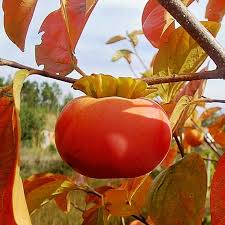 1.1.2 varieties of persimmon trees you can grow in 1.2.1 is it true that a persimmon tree needs two trees to produce fruit? Beautiful Good Luck Plants You Should Add To Your Home Live Enhanced Fuyu Persimmon Tree Fruit Plants Persimmon Fruit Tree