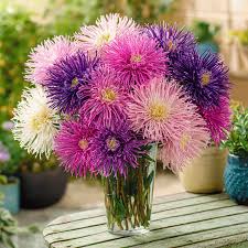 Image result for Dioscorea asteriscus