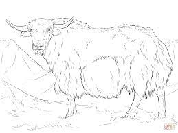 Click on your favorite yak coloring picture to print & color. Yak From India Coloring Page Free Printable Coloring Pages Coloring Home