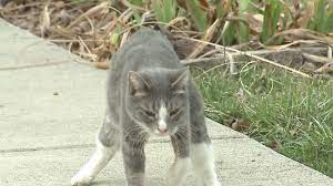 Shelter Takes In Wobbly Cats Youtube