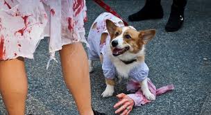 Halloween Costume Ideas For Big Dogs Dog Halloween Costumes Dog Zombie Costume Dog Costumes