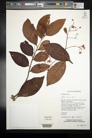 Image result for Ardisiandra sibthorpioides