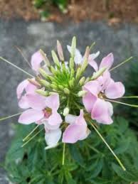 Image result for Cleome oxyphylla
