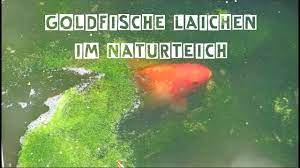 Nur wenn die fischdame alleine ist wird sie den laich nicht von selbst abgeben. Goldfische Laichen Im Naturteich Youtube