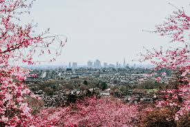 5.0 out of 5 stars 1. Cherry Blossom Season 30 Of The Prettiest Blossom Spots In London