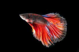 Tafsir Mimpi Ikan Pernah Bermimpi Melihat Ikan Hias Ini Maknanya Sonora Id