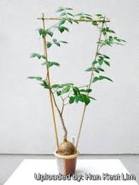 Image result for Cyphostemma saxicola