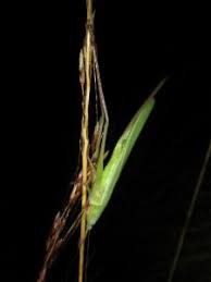 Image result for Ruspolia australis