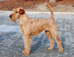 Image result for irský teriér