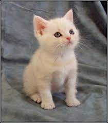 We raise the classic silver tabby, which has black markings set on a silver background, (the typical bullseye pattern seen on the side of the cat). American Shorthair White Novocom Top