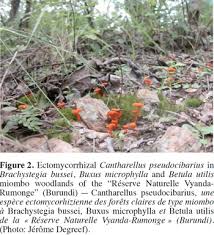 Image result for Brachystegia utilis × microphylla