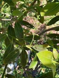 Image result for Ocotea