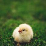 Catch the Hatch: Baby Chicks at the Library