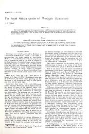 Image result for Syncolostemon linearis