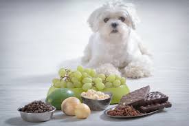 Unseasoned shiitake mushrooms are safe for dogs to eat. So Your Dog Ate Onions Here S What To Know And What To Do Next