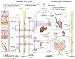 Ans Sympathetic Vs Paras Nice Big Graphic Autonomic Nervous System Nervous System Anatomy Nervous System