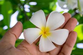 Discount99.us has been visited by 1m+ users in the past month Plumeria Flower Meaning Its Deep Symbolism In Various Cultures Gardenerdy