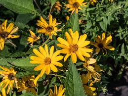 Check spelling or type a new query. 13 Recommmended Plants With Daisy Like Flowers