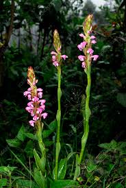 Image result for Satyrium macrophyllum